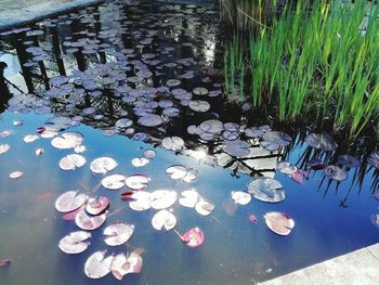 Close-up of water lily in pond