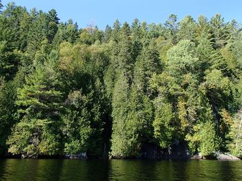 Scenic view of river amidst trees in forest against sky