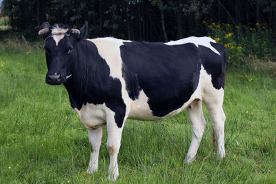 Full length portrait of cow standing on grassy field