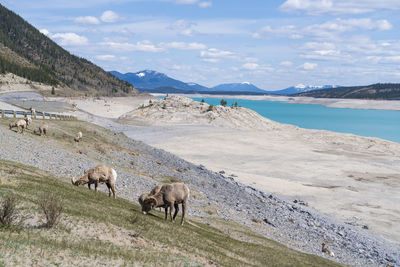 Horses on beach