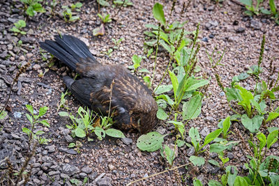 High angle view of bird on field