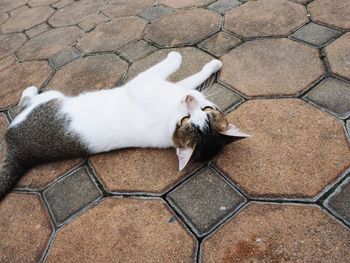 High angle view of cat relaxing on footpath