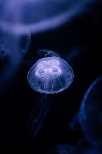 jellyfish