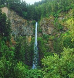 Scenic view of waterfall in forest