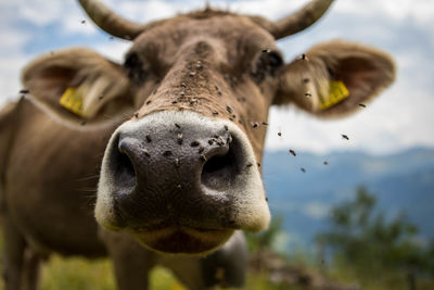 Close-up portrait of cow outdoors