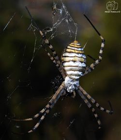 spider web