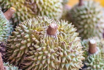 Close-up of succulent plant