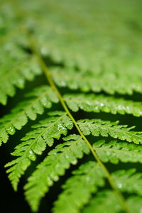 Close-up of wet leaves