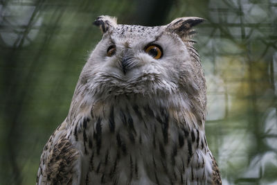 Close-up portrait of owl