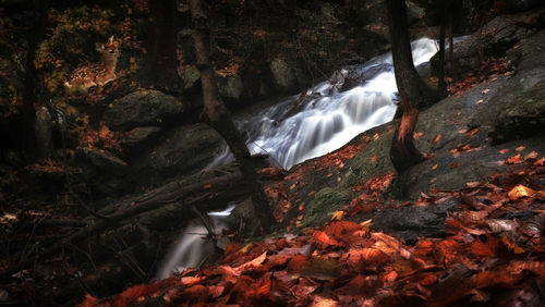 River flowing through rocks