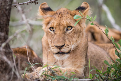 Portrait of lion