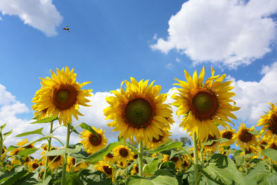 Close-up of sunflower