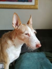 Close-up of dog at home