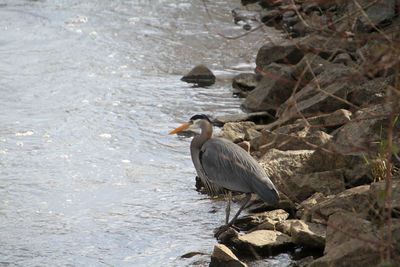 High angle view of gray heron perching on rock