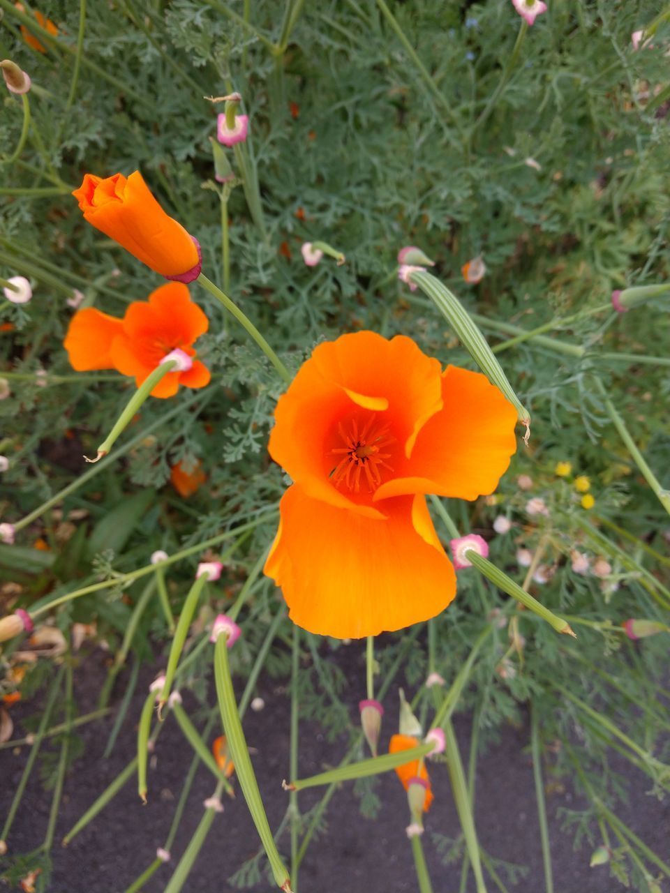 CLOSE-UP OF ORANGE POPPY ON FIELD