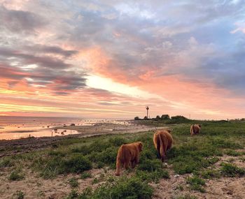 Horses in a field