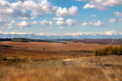 Scenic view of field against sky