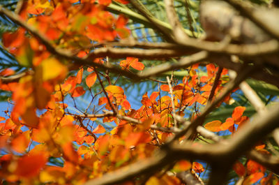 Close-up of orange flower tree