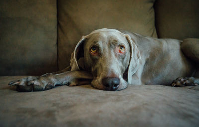 Close-up portrait of dog relaxing on sofa