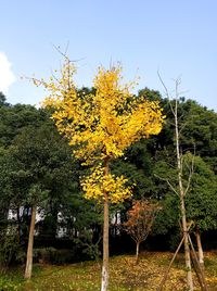 Low angle view of yellow flowers against sky