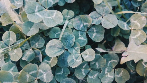 Full frame shot of plants