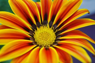 Detail shot of yellow flower