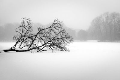 Bare tree on snow covered landscape against sky