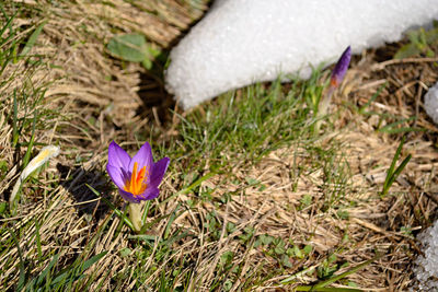 Close-up of purple crocus flowers on field