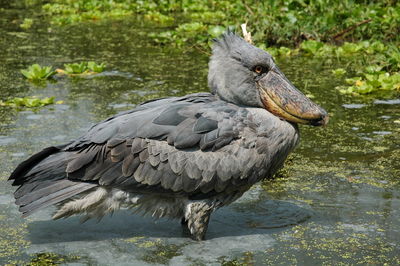 Shoebilled stork in lake