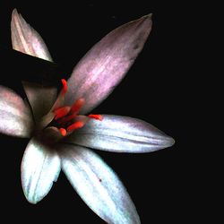 Close-up of flower over black background