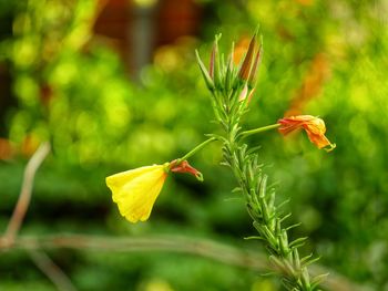 Close-up of yellow flowering plant