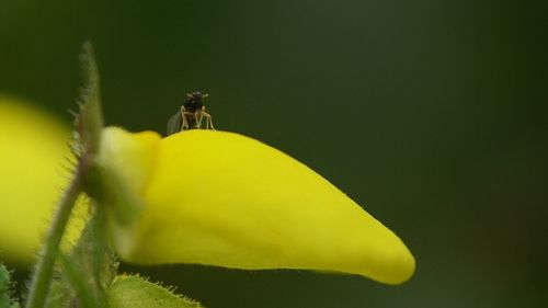 Close up of yellow flower