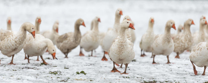 Flock of ducks on snow in farm 