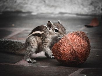 Close-up of squirrel eating food