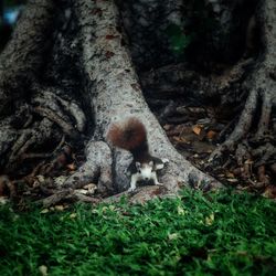 Squirrel on tree trunk