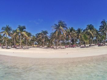 Palm trees on beach against clear blue sky