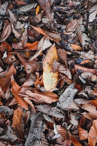 High angle view of maple leaves on fallen tree