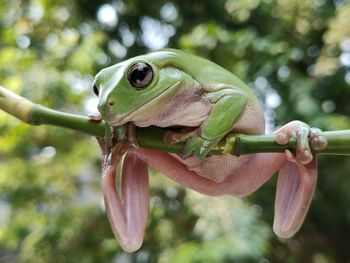 Close-up of frog on tree