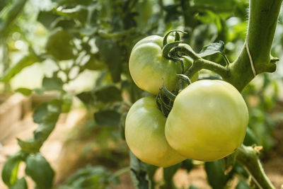 Close-up of fruit growing on tree