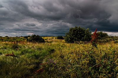 Plants on field against storm clouds