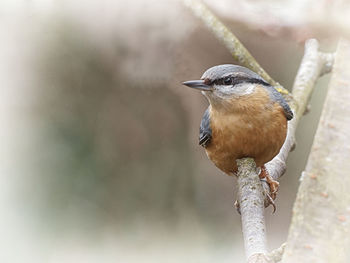 Close-up of bird perching on branch