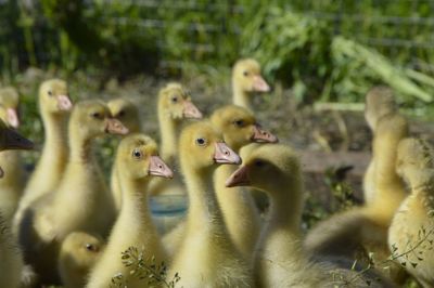 Flock of birds in a farm