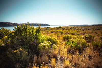 Plants growing on land against clear sky