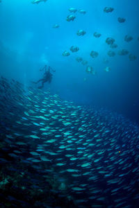 View of fish swimming in sea