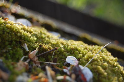 Close-up of moss growing on wooden surface