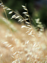 Close-up of plant against blurred background