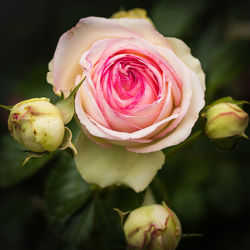 Close-up of rose roses