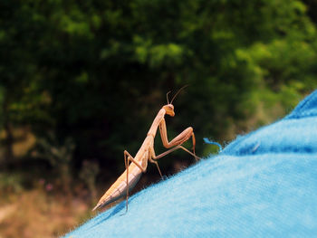 Close-up of praying mantis on shoulder