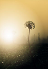 Close-up of dandelion on field against sky during sunset