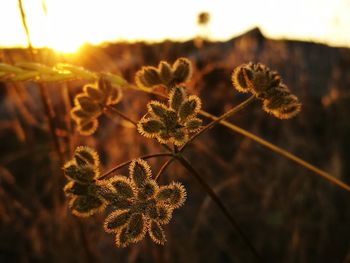 Close-up of flowers growing in field against sky